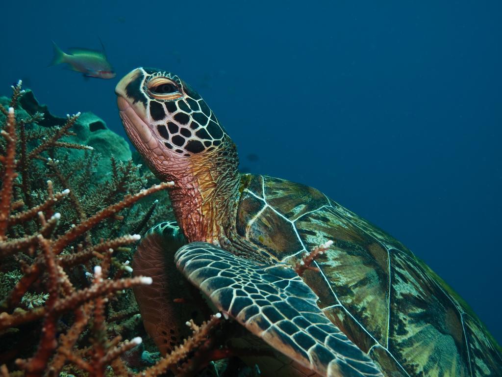 Scandi Divers Puerto Galera Eksteriør bilde
